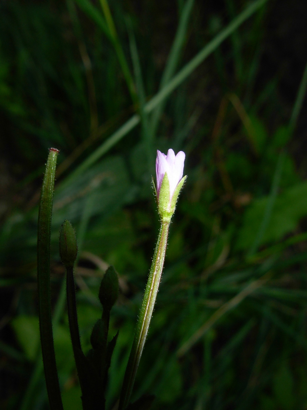 Epilobium parviflorum / Garofanino minore
